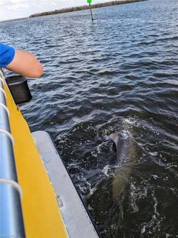 Dolphin tour anyone?