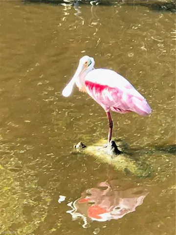 Wildlife