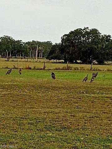 wild turkeys