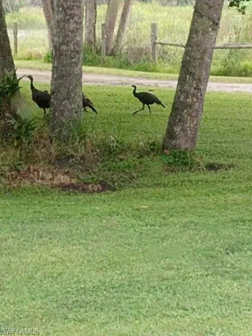 wild turkeys