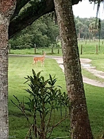 deer