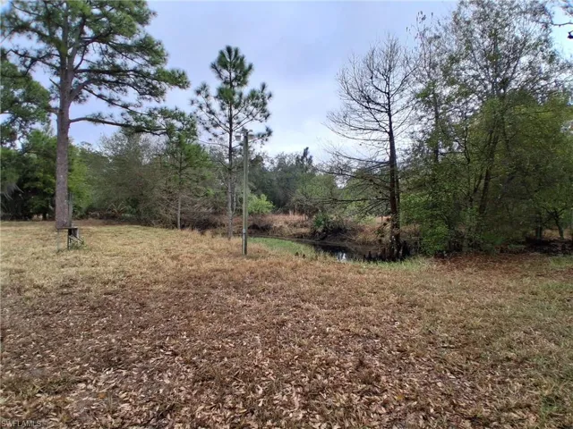 View of local wilderness