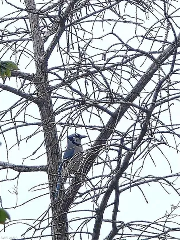 BLUE JAY BEHIND HOME IN PRESERVE
