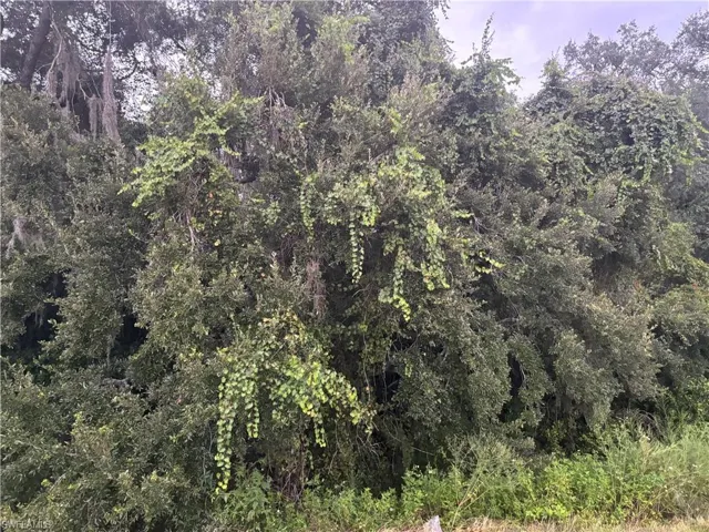 View of nature
