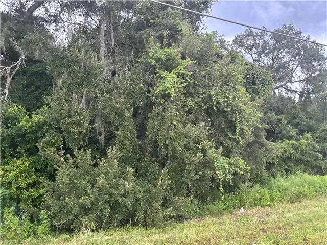View of local wilderness