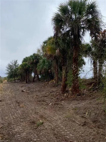 View of undeveloped land