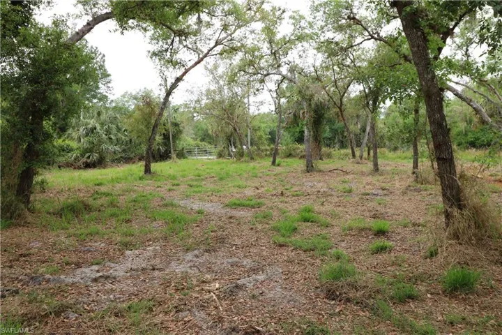 View of local wilderness
