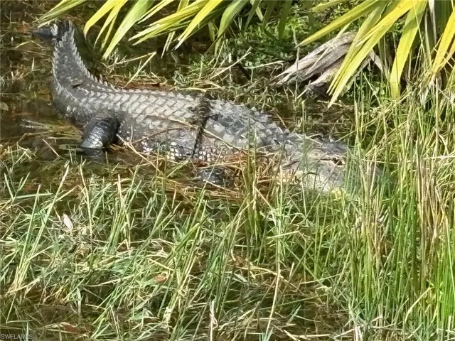 Mama Gator