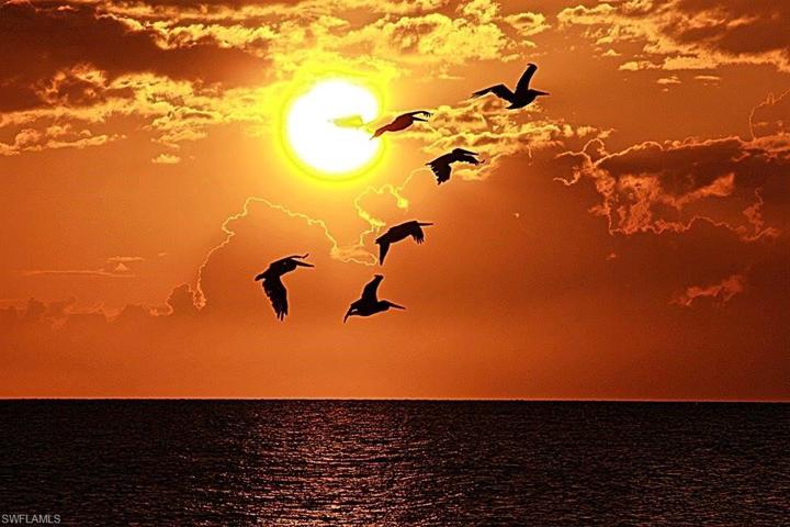 Pelicans at sunset