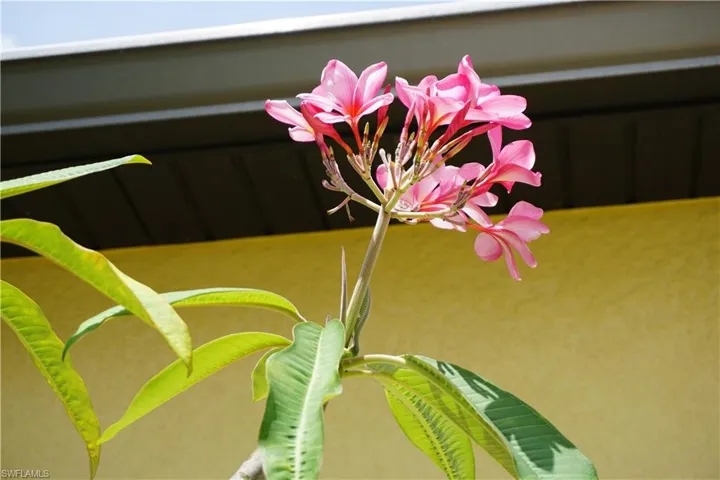 Beautiful tropical landscaping