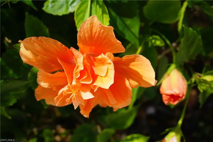 Pretty colorful hibiscus
