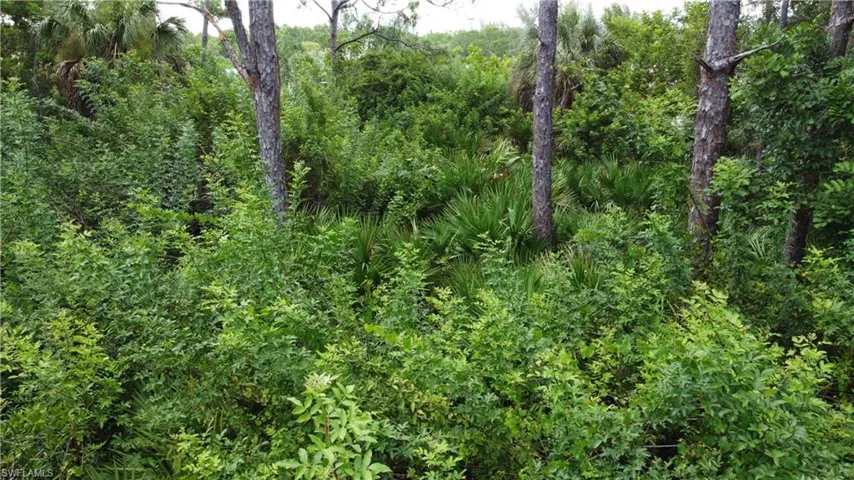 View of local wilderness with a wooded view