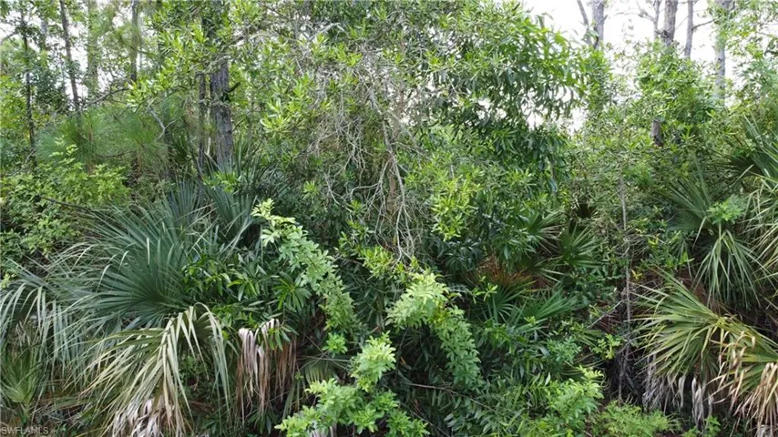 View of local wilderness