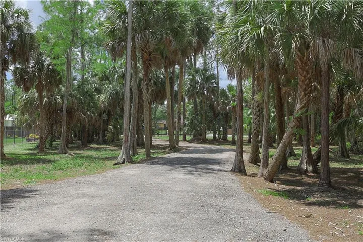Gravel drive bordered by mature palm trees and natural foliage