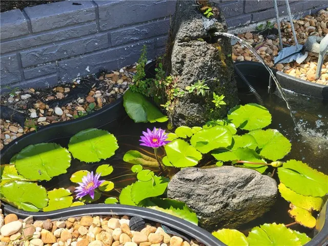 Details with a garden pond