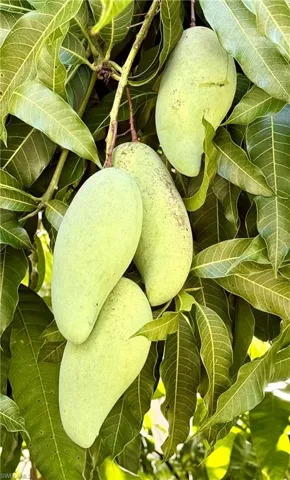 Nam Doc Mai mango