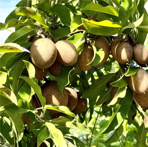 Sapodilla