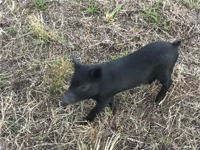 Neighbor of 46310 Neal Rd
