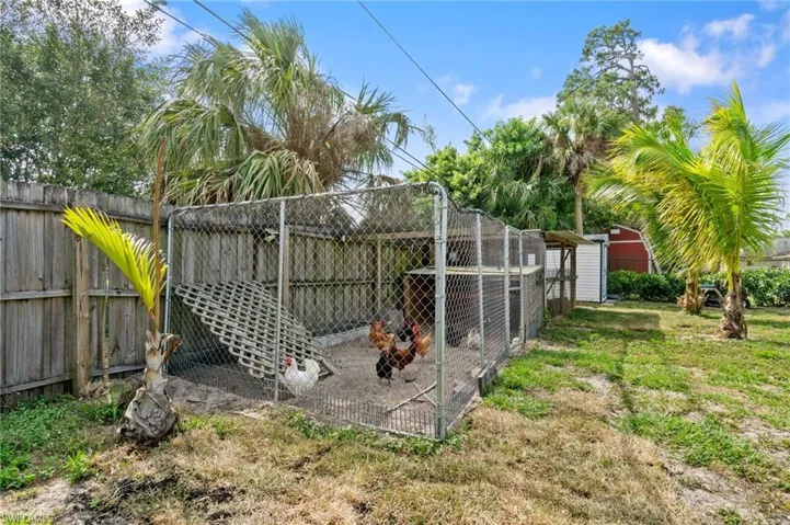 Chickens!! (Can stay or go)