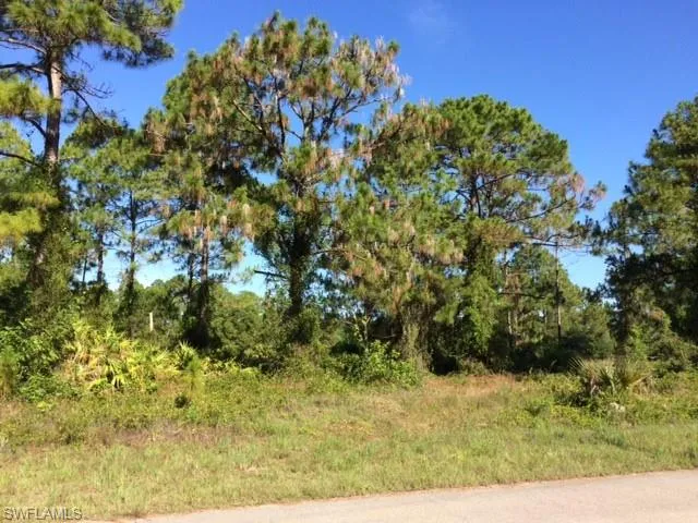 View of local wilderness