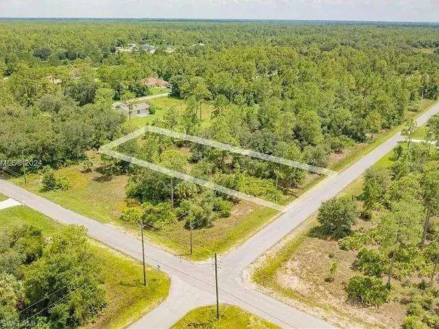 Aerial view of a forest