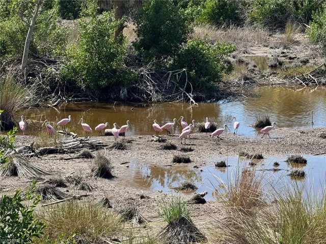 Egrets in the Marsh Viewed from the Back Yard