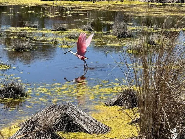 Roseate Spoonbill Taking Flight as Captured from the Lanai!