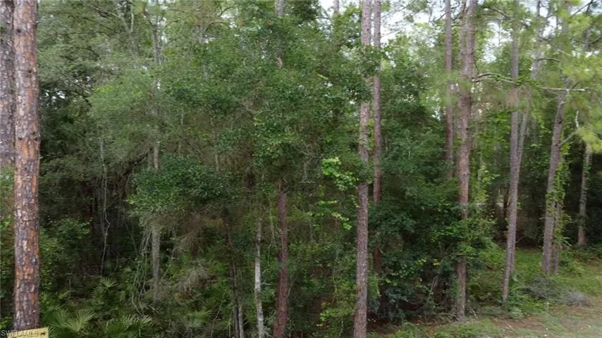 View of woods