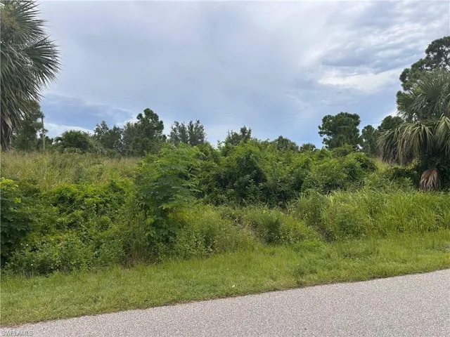 View of local wilderness