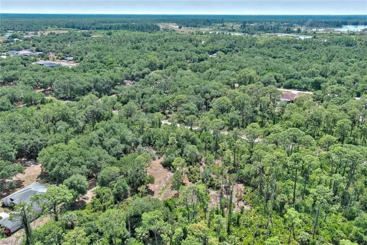 Aerial view of a forest