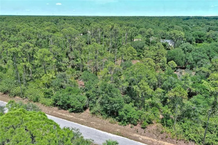 Bird's eye view of a forest