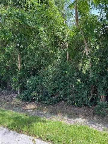 View of local wilderness