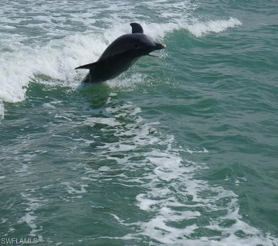 Dolphins in the back bay