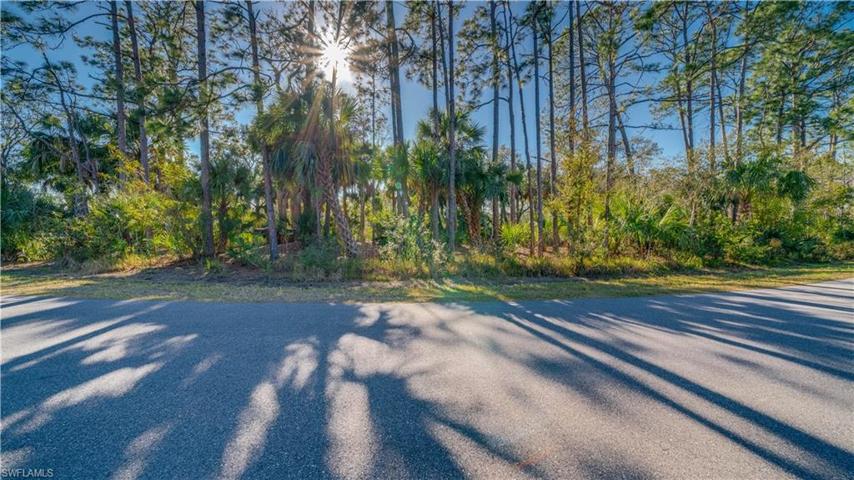 A burst of sunshine radiating through the natural, tropical SWFL foliage.