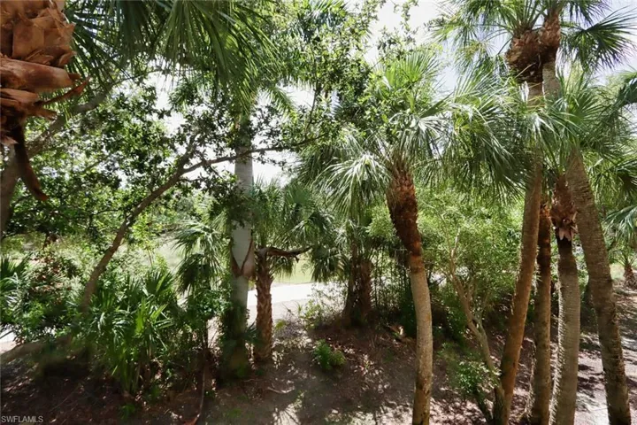 View of local wilderness