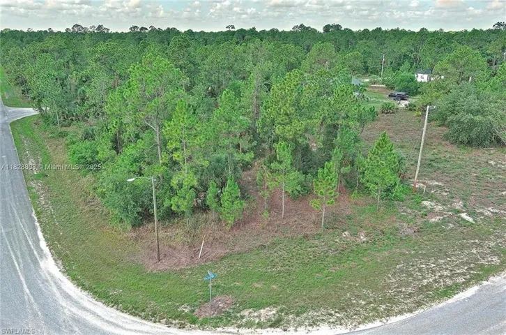 Bird's eye view of a forest