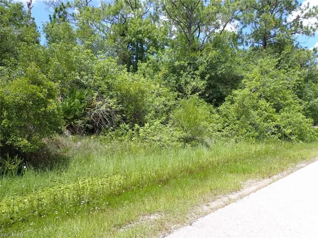 View of local wilderness