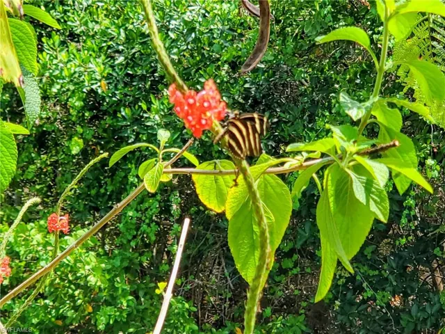 Exterior view Zebra Longwing Butterfly