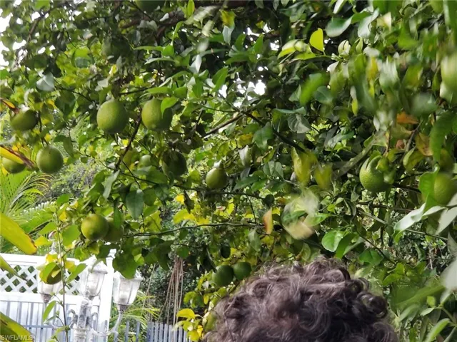 Exterior view and Key Lime tree