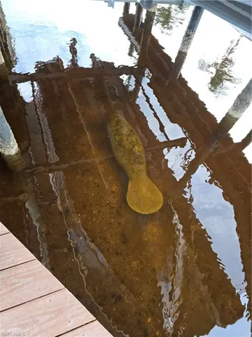 Baby manatee in the canal under the dock