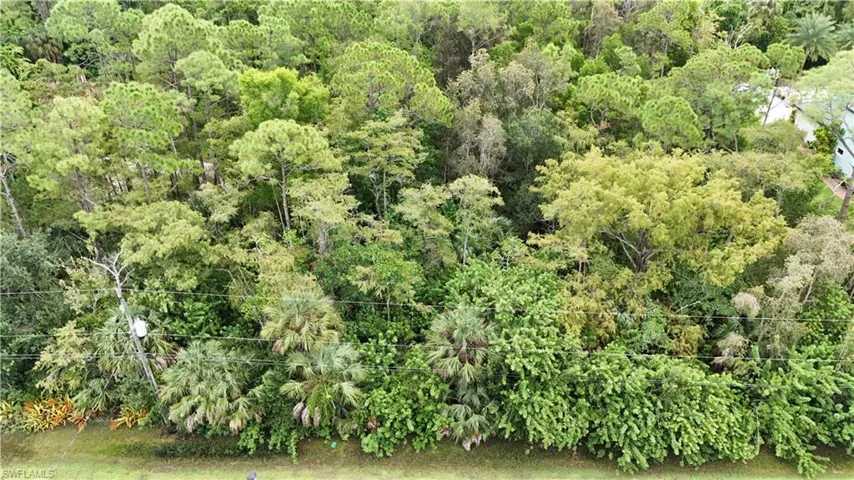 Lush natural landscaping featuring a diverse canopy of mature trees and abundant foliage