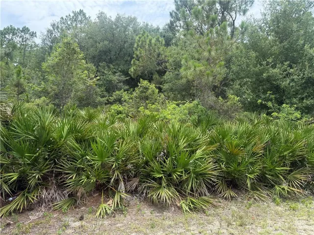 Natural landscape featuring a dense collection of sabal palms and various mature trees