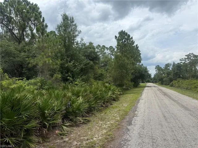Natural landscape with dense foliage and mature trees bordering a paved road