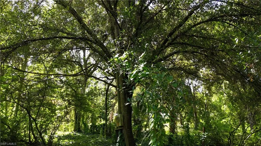 View of local wilderness