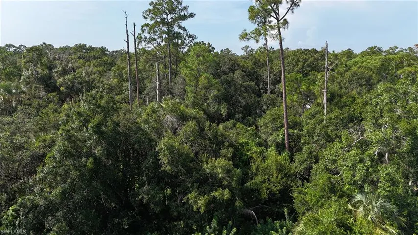 View of woods