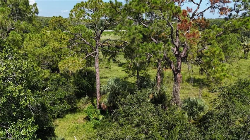 View of woods