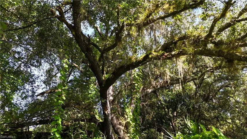 View of local wilderness