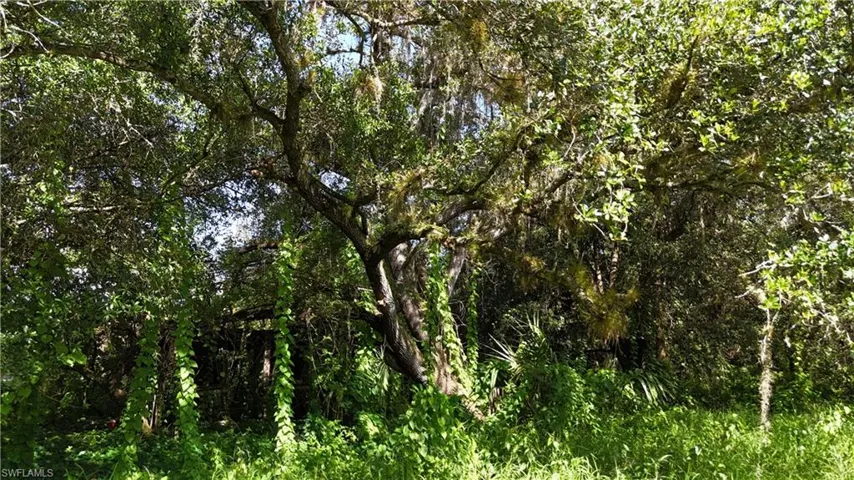 View of local wilderness