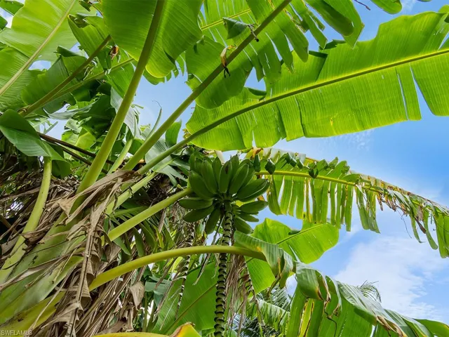 Banana tree in the backyard.
