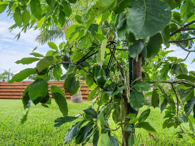 Fruit trees in the garden.